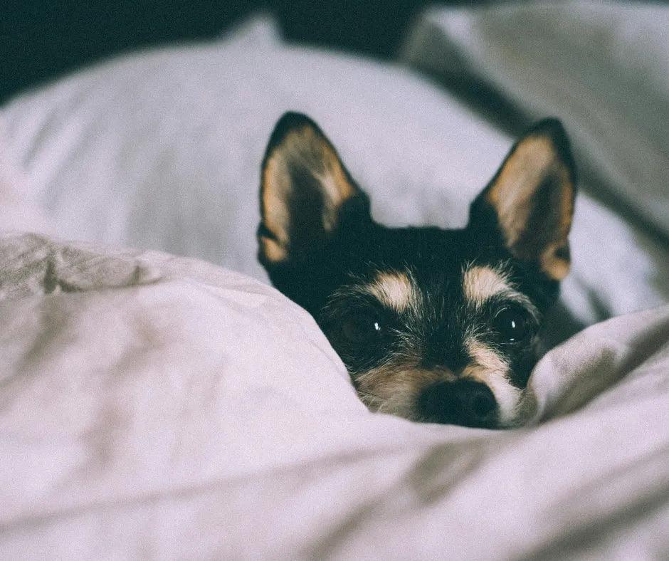 Como Criar um Cantinho Aconchegante para Pets na Sala de Estar